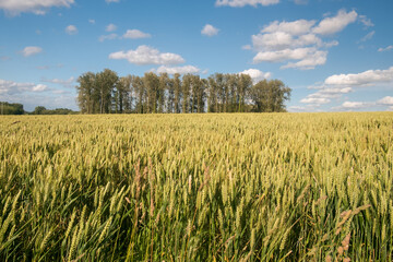 Golden wheat field against a blue sky with clouds in East Flanders, Belgium