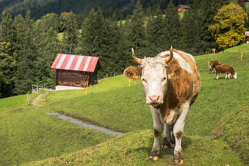 Cow and shed in the mountain fields near Wengen, Switzerland