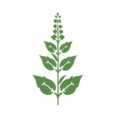 Fototapeta premium Simple flat 2D illustration of a holy basil tulsi isolated on a white background, vector 2D design, icon