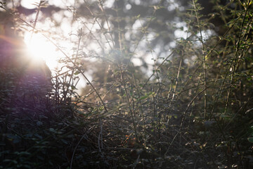 A low-angle view of grass on a hill bathed in the last golden rays of sunlight, creating a tranquil and dreamy atmosphere. Perfect for nature-inspired backgrounds or serene designs