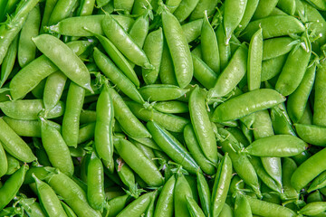 Picked sweet garden pea pods, plant texture for background.