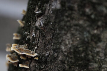 Mushrooms in the trunk of a tree