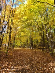 Fototapeta premium Forest