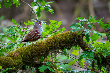 Mountain Quail (Oreortyx pictus) in White Oak tree. Western Oregon.