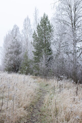 A misty winter morning stroll along a frosty pathway surrounded by glistening trees in a serene nature setting