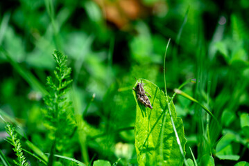 Psophus is a monotypic genus of grasshopper of the family Acrididae.