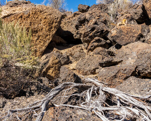 Golden-mantled Ground Squirrel(Callospermophilus lateralis).Eastern Oregon.