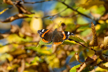 Red admiral butterfly (Vanessa Atalanta) perched on a green leaf in Zurich, Switzerland