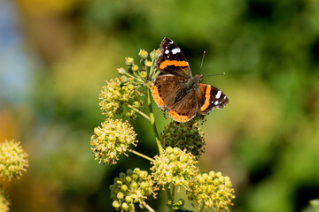 Red admiral butterfly (Vanessa Atalanta) perched on hedge (hedera helix) in Zurich, Switzerland