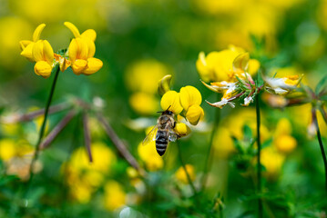A honeybee collects nectar from vibrant yellow flowers on a sunny day, showcasing nature's pollination.