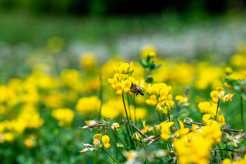 Fototapeta premium A honeybee collects nectar from vibrant yellow flowers on a sunny day, showcasing nature's pollination.