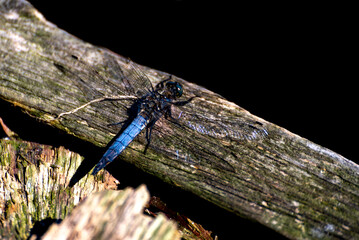 Orthetrum glaucum is an Asian dragonfly species, common across much of tropical and subtropical Asia