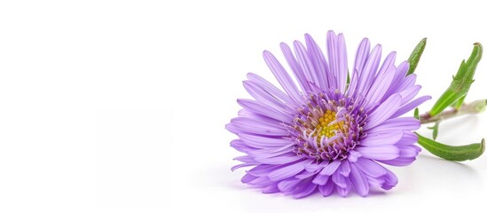 Fototapeta premium Violet Aster on White Background