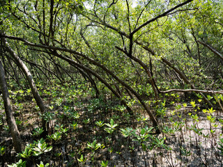 Exploring the lush mangrove forests coastal region nature photography tranquil environment ground level biodiversity conservation