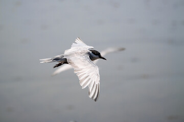 Majestic bird in flight serene water body nature photography calm atmosphere close-up view freedom concept