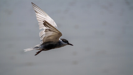Bird in flight natural habitat wildlife photography open sky close-up view freedom concept