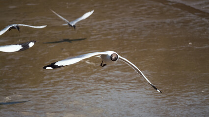 Seagulls in flight over calm water nature scene wildlife photography tranquil environment aerial viewpoint freedom concept