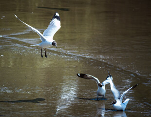 Seagulls in flight and feeding serene lake wildlife photography natural habitat dynamic perspective bird behavior study