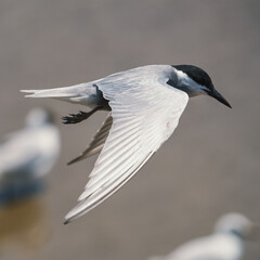 Bird in flight natural habitat wildlife photography coastal environment close-up view freedom and grace