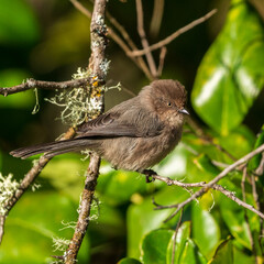 Bushtit (Psaltriparus minimus) in Western Oregon.