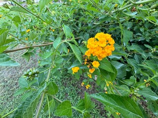 Beautiful yellow Lantana camara flowers. Selective focus. Bushes orange Lantana Camara smelly flowers. Close up view of the beautiful Lantana camara flower and has a soft backdrop of summer.
