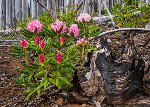 Rodedendron growing near the Pacific Crest Trail near Mt Jefferson in Oregon seven years after the Whitewater Fire of 2017 burned over 14,000 acres