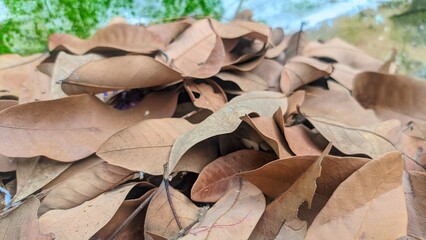 close up of pile of dry leaves