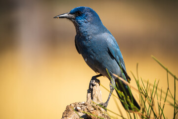 Pinyon Jay (Gymnorhinus cyanocephalus) perched on a stick in Central Oregon.