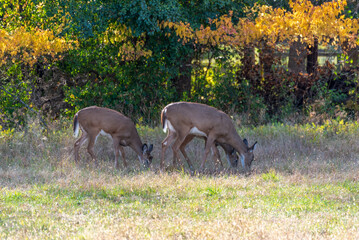White-Tailed Deer Feeding In An Urban Lot In De Pere, Wisconsin, In October