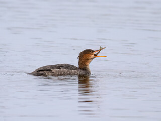 Female Red-breasted Merganser caught a fish