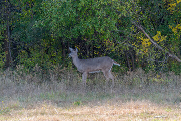 White-Tailed Deer Feeding In An Urban Lot In De Pere, Wisconsin, In October
