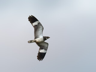 Nacunda Nighthawk in flight against sky