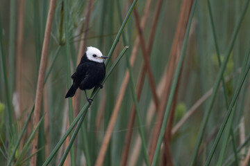 Obraz premium White-headed Marsh Tyrant perched on a vertical green reed in a wetland environment