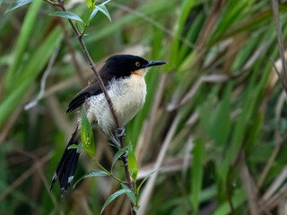 Black-capped Donacobius perched on a dry grass stem in a natural, grassy environment