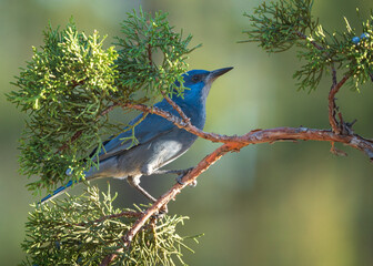 Pinyon Jay (Gymnorhinus cyanocephalus) on Juniper branch in Central Oregon.