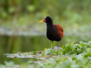 Wattled Jacana foraging in open, sparsely vegetated swamp 