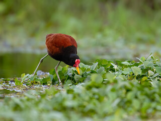 Wattled Jacana foraging in open, sparsely vegetated swamp 