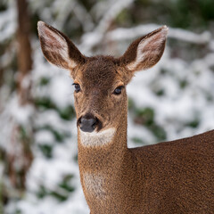 Black-tailed Deer in winter snow. Western Oregon