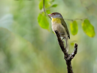 Rufous-browed Peppershrike sitting on tree branch against blur background