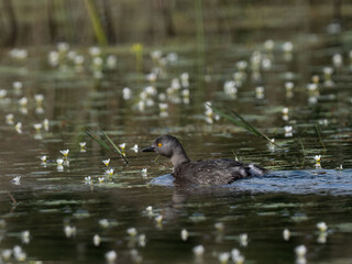 Least Grebe swimming in water covered with green algae or duckweed