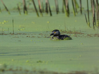 Least Grebe swimming in water covered with green algae or duckweed