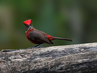 Male Red-crested Finch on a log against green background
