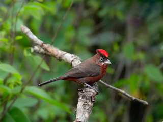 Male Red-crested Finch on a tree branch against green background