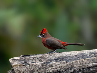 Male Red-crested Finch on a log against green background