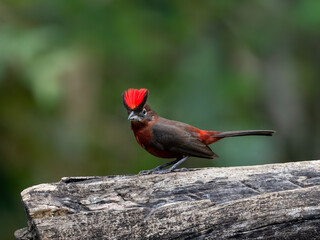 Male Red-crested Finch on a log against green background