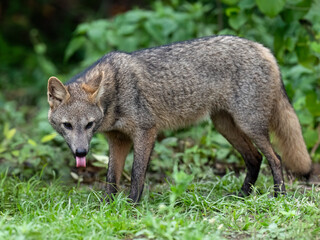 Fototapeta premium Pampas fox, Azara's fox or Pampean fox standing in the lush green vegetation