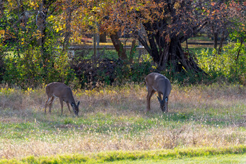 White-Tailed Deer Feeding In An Urban Lot In De Pere, Wisconsin, In October