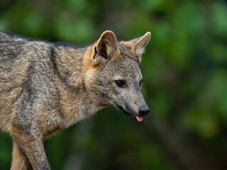 Pampas fox, Azara's fox or Pampean fox closeup portrait in Argentina
