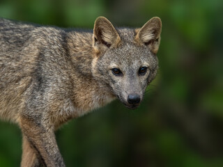Pampas fox, Azara's fox or Pampean fox closeup portrait in Argentina