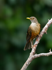 Rufous-bellied Thrush on tree branch against green background
